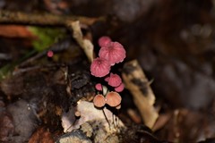Fungi