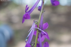 Lobelia sinaloae