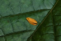 Lepidoptera
