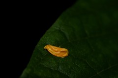 Lepidoptera