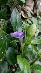 Vinca major