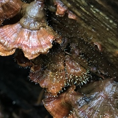 Gliocladium polyporicola