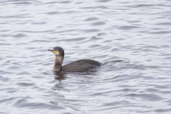 Gulosus aristotelis