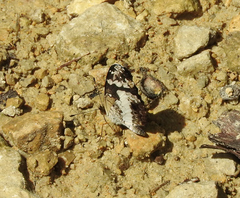 Castilia