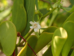 Vincetoxicum carnosum