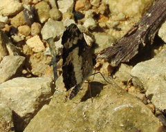 Castilia