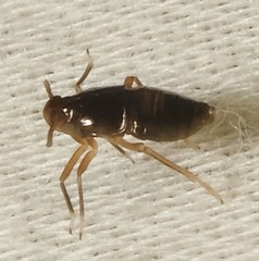 Pissonotus marginatus