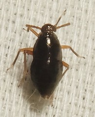 Pissonotus marginatus