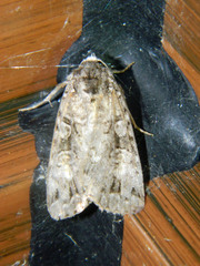 Anaplectoides pressus