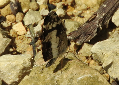 Castilia