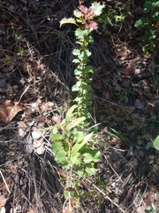 Berberis actinacantha