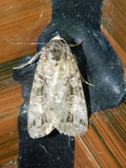Anaplectoides pressus