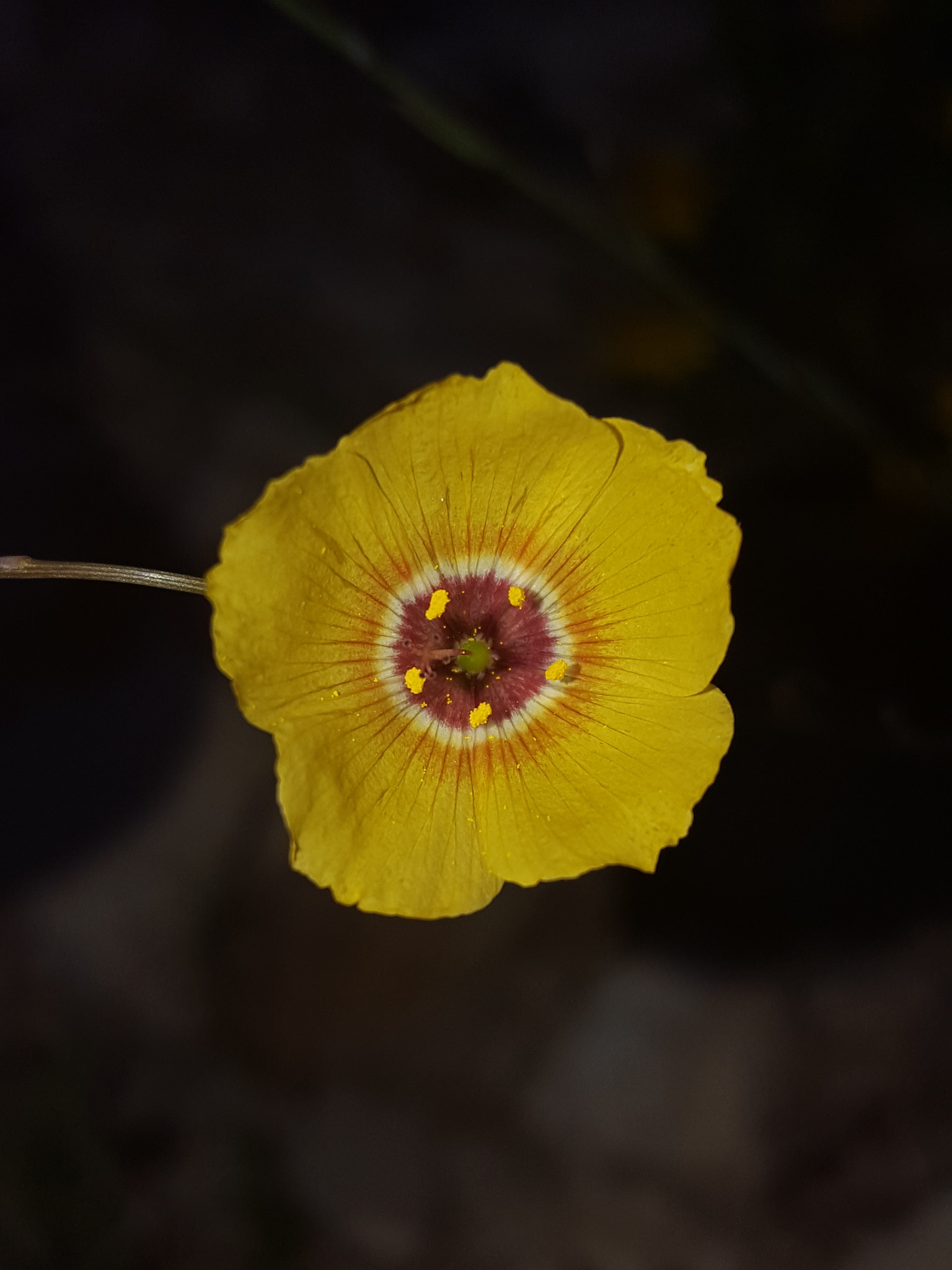 Linum vernale