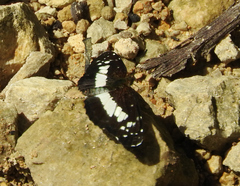 Castilia