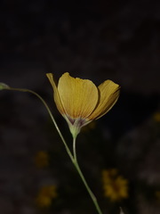 Linum vernale