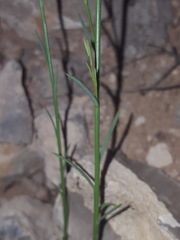 Linum vernale