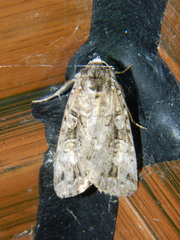 Anaplectoides pressus