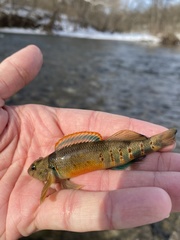 Etheostoma variatum