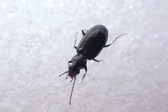 Bembidion modocianum