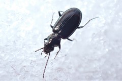 Bembidion modocianum