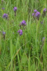 Oxytropis erecta