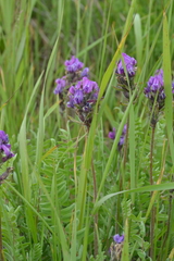 Oxytropis erecta