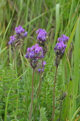 Oxytropis erecta