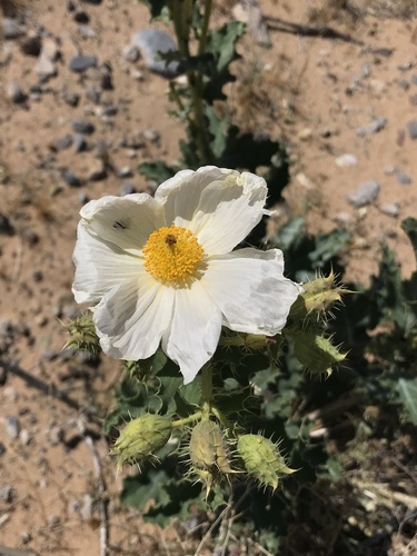 Mojave pricklypoppy (Argemone corymbosa)