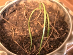 Zephyranthes candida