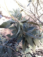 Eriodictyon crassifolium