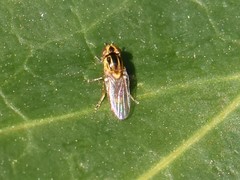 Thaumatomyia notata
