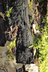 Ruzenia spermoides