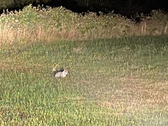 Leopardus guigna guigna