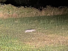 Leopardus guigna guigna