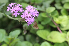 Cymaenes odilia