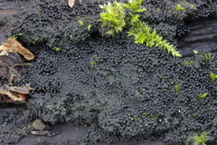 Ruzenia spermoides