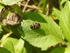 Deois flexuosa