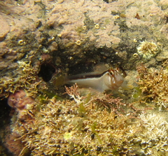 Parablennius laticlavius