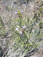 Clinopodium chilense