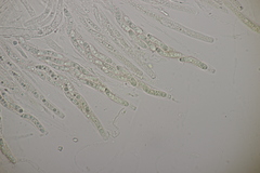 Ruzenia spermoides