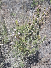 Clinopodium chilense
