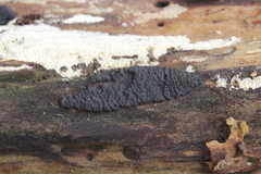 Nemania serpens