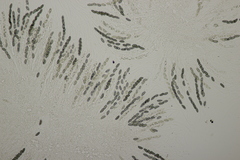 Nemania serpens