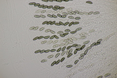 Nemania serpens