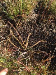 Drosera filiformis