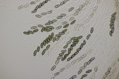Nemania serpens