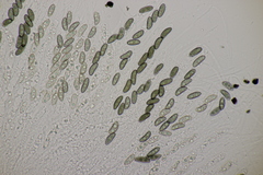 Nemania serpens