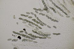 Nemania serpens
