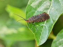 Oligostomis pardalis