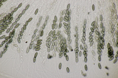 Nemania serpens